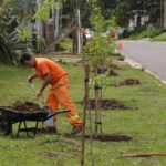 Plan de Forestación: continúan las plantaciones de árboles en los barrios