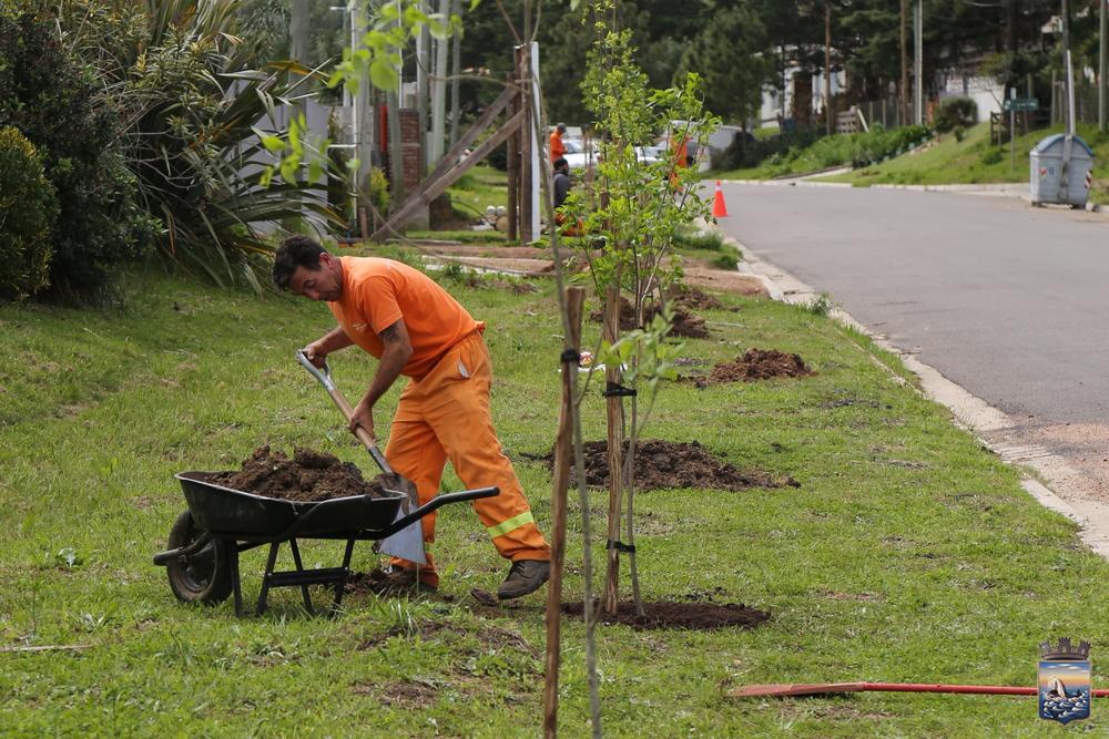 Plan de Forestación: continúan las plantaciones de árboles en los barrios