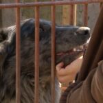 El decano de la Facultad de veterinaria afirma que «Los programas de bienestar animal que se desarrollan en la Intendencia de Maldonado son un ejemplo a seguir»
